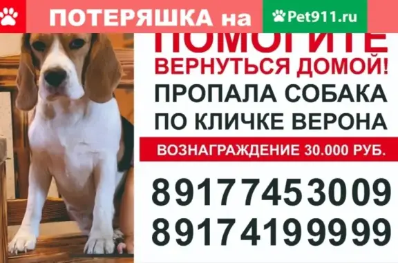 Пропала собака породы Бигль в деревне Карпово, Уфа