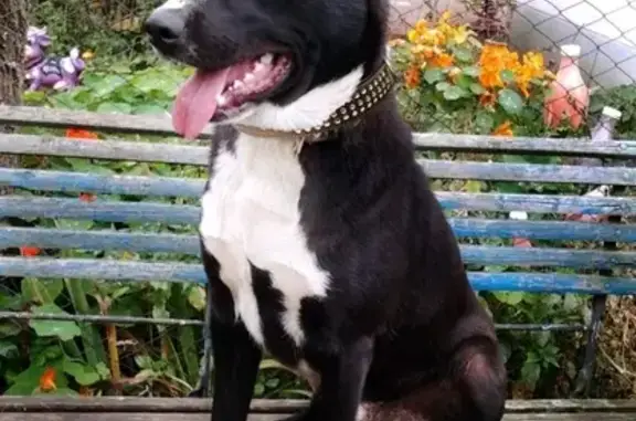 Собаки потеряшки, Калининград, фото: Потеряшка собака Хан в Калининграде, Краснознаменский переулок 8