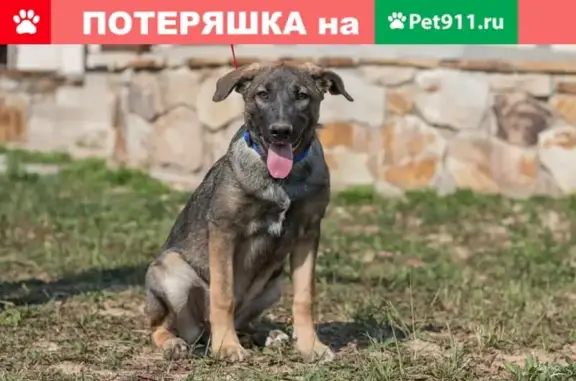 Пропала собака в Княжьем озере, МО