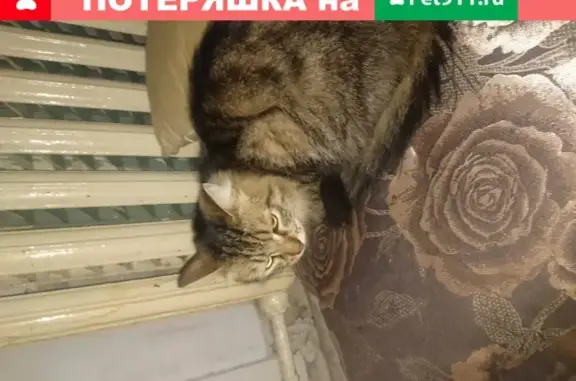 Найдена кошка в Тобольске, с ошейником