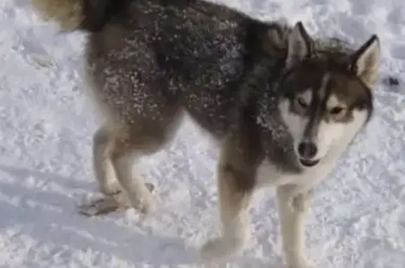 Пропала собака хаска в Новоалександровке, Сахалинская область