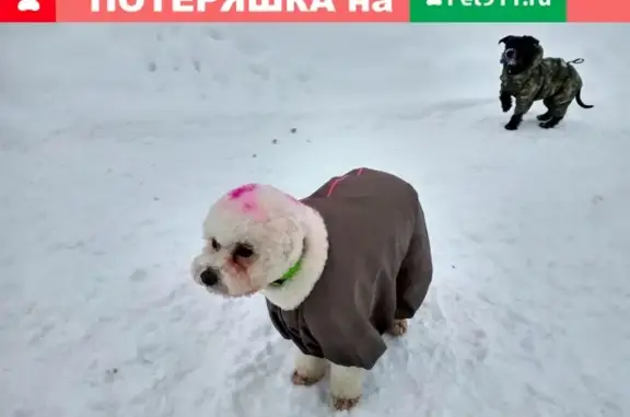 Пропала собака Бэль в районе парка Сокольники, Москва