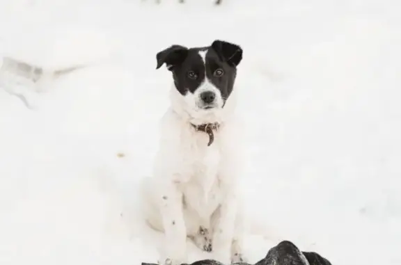 Собака Рекс ищет дом в Нижневартовске