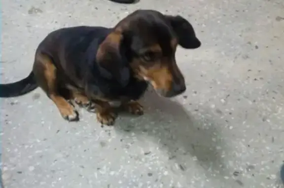 Собака найдена в районе Швейка, Курган.