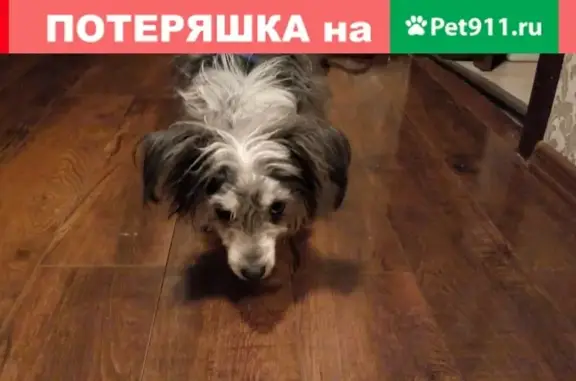 Найдена собака на ул. Марата, СПб, метис хохлатой, голубые глаза