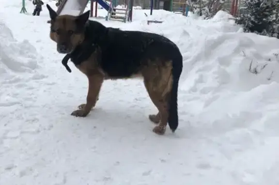 Найдена собака на Кирова и Пархоменко в Уфе