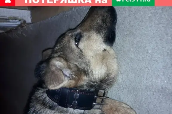Найдена собака на ул. Патриса Лумумбы, Казань