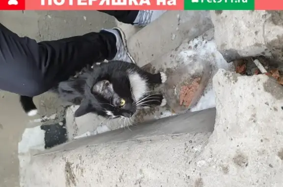 Найдена черно-белая кошка на улице 9 Мая
