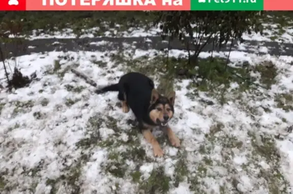 Пропала собака в Химках: Мишка, метис, вознаграждение