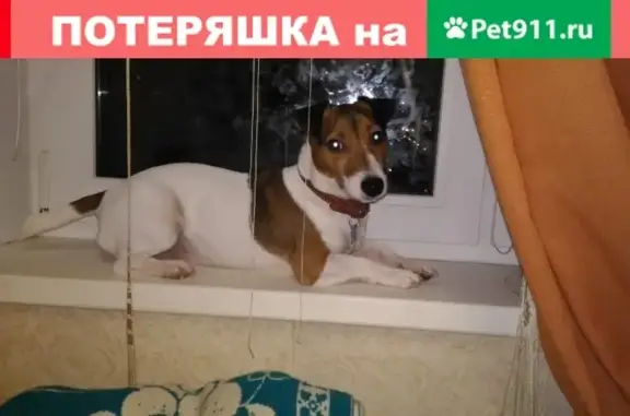 Пропала собака в Москве, проезд Шокальского, 3к1