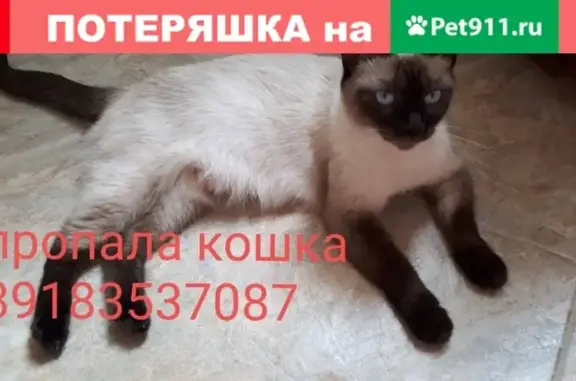 Пропала сиамская кошка Соня в Славянске-на-Кубани