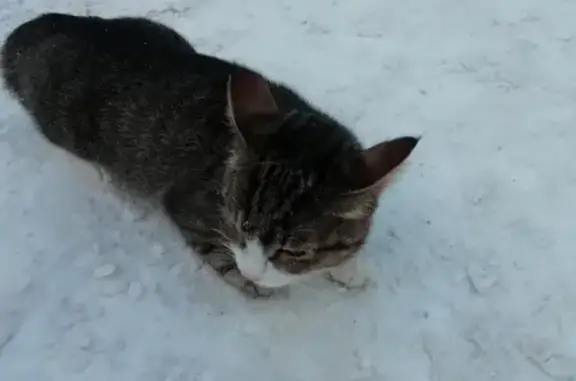 Домашняя кошка найдена в Перми