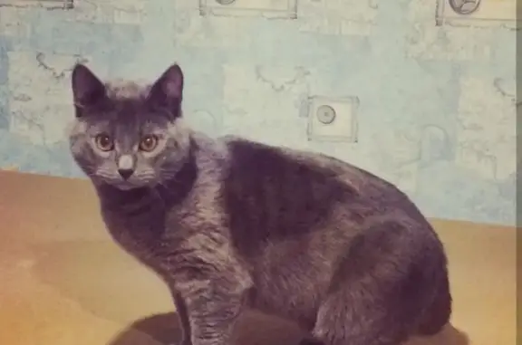 Кошки потеряшки, Красное, фото: Потеряшка кошка в деревне Красное, Калужская область