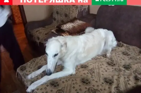 Найден кобель русской псовой борзой в Саратове