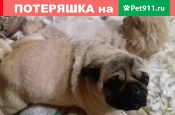 Найдена собака породы Мопс в станице Гостагаевская