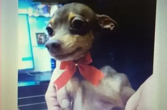 Собаки потеряшки, Новочеркасск (Ростовская обл.), фото: Потеряшка собака возле магазина Ариадна в Новочеркасске