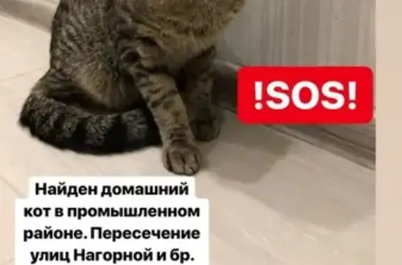 Найден замерзший кот в Оренбурге