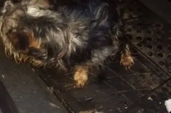 Найдена маленькая собака в Ивантеевке, ищем владельцев
