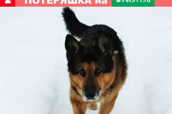 Пропала собака Лорд в Тамбове, д. Красненькое