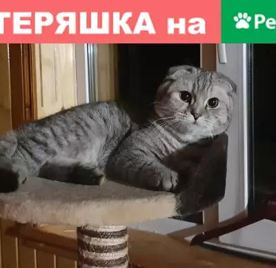 Пропала кошка в Дмитрове, вознаграждение.
