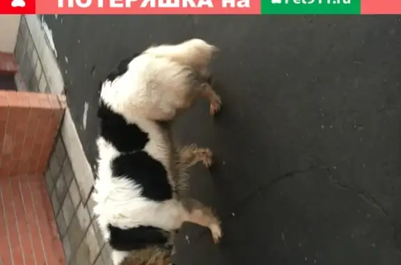 Найдена крупная игривая собака у Зелёного переулка 8 в Люберцах