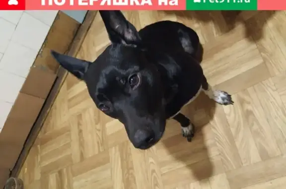 Найдена собака в Санкт-Петербурге на Омской улице