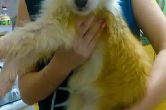 Найдена рыжо-белая собака в Йошкар-Оле