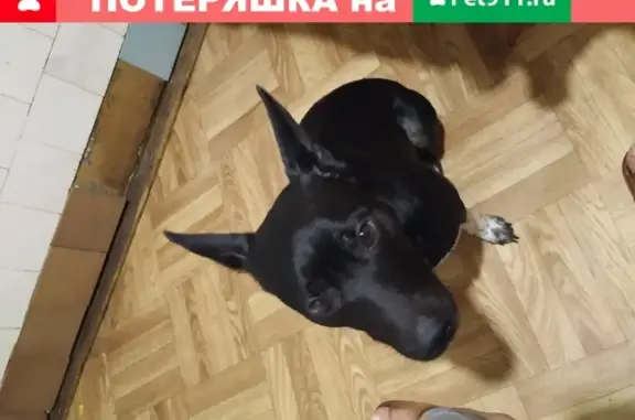 Найдена собака на Черной речке, СПб