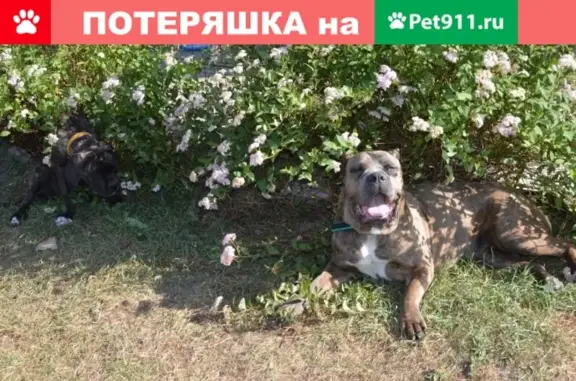 Пропала собака породы Кане Корсо в деревне Пирогово, Мытищи