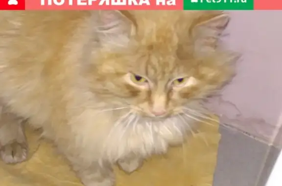Найден упитанный кот в Долгодеревенском селе