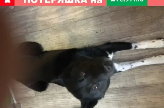 Найден черный пес с белыми лапами на шоссе между Радонежем и Хотьково
