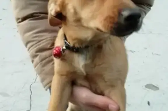 Пропала собака в Геленджике с ошейником Аленка