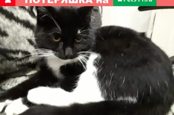 Найден котик в районе Заводской, Омск!