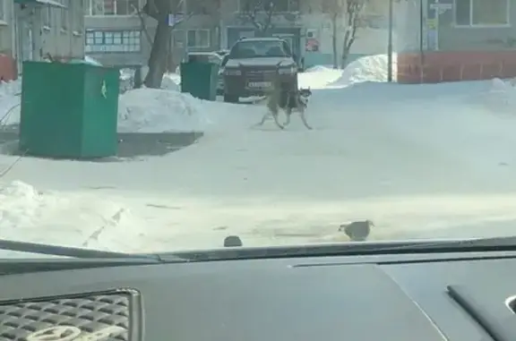 Собака-хаски на 66 квартале в Комсомольске-на-Амуре
