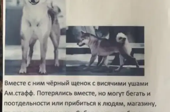 Пропала собака Сиба Ину в Плеханово, Тульская область