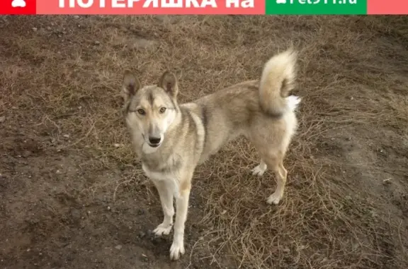 Пропала собака в Михайловке, Волгоградская область