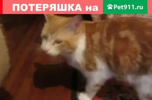 Пропала кошка в Батайске, Ростовская обл.