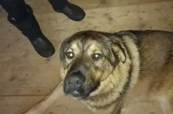 Найден умный и ласковый пёс в Приозерском районе