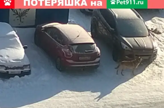 Найдена собака на Октябрьском проспекте