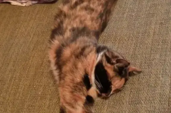 Потерянные животные Владивосток, фото: Пропала кошка по адресу Таёжная 2