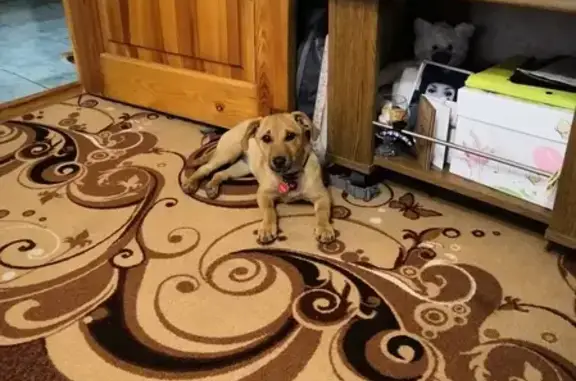 Собака найдена в Геленджике, Россия
