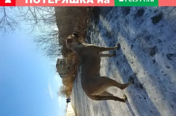 Собака найдена в Чите, Забайкальский край, Россия