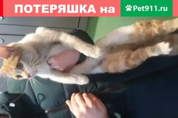 Пропала кошка на б-р Рябикова, Иркутск