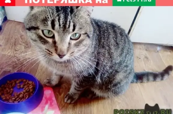 Найдена кошка на ул. Стахановская, Сергиев Посад