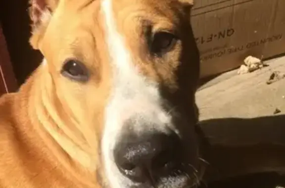 Собаки потеряшки, Гирей, фото: Потеряшка собака в Гирее, Ленина 16, вознаграждение.