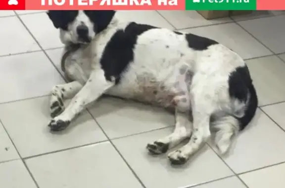 Пропала собака в Майкопе, Республика Адыгея