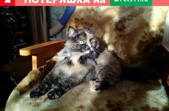 Найдена кошка в Сергиевом Посаде, Хотьково