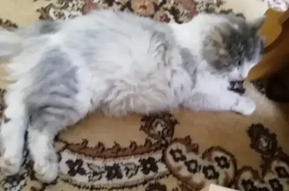 Найдена домашняя кошка на Чапаева 63