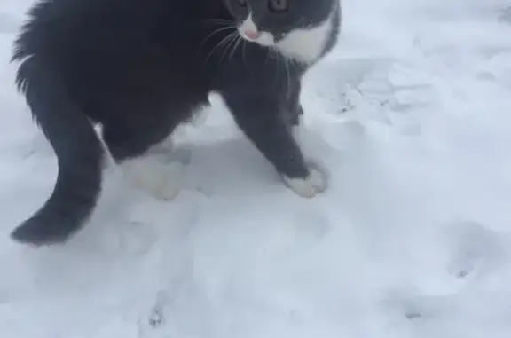 Кошки потеряшки, Печки, фото: Потеряшка кошка Томас в деревне Печки, Псковская область