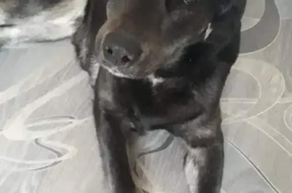Найдена лабрадор-собака у дворца Пушкина в Перми